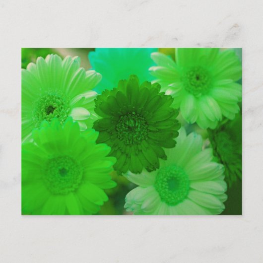 Green Gerbera Daisy Blume Foto Postkarten (Vorderseite)