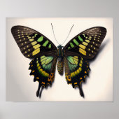 Green Goliath Birdwing Butterfly Art Print Poster (Vorne)