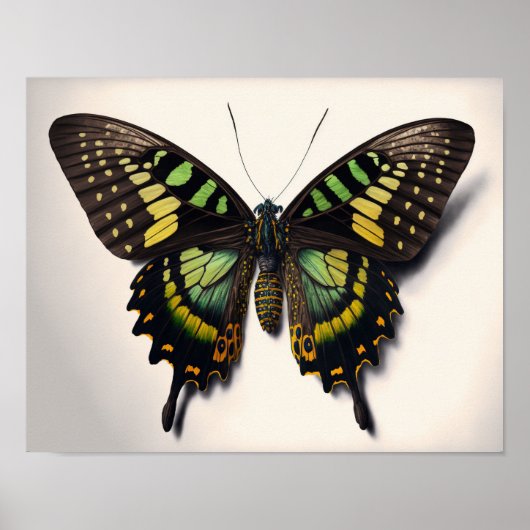 Green Goliath Birdwing Butterfly Art Print Poster (Vorne)