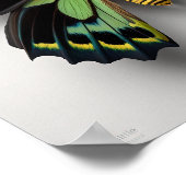 Green Goliath Birdwing Butterfly Art Print Poster (Ecke)