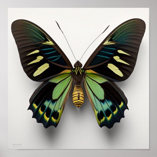 Green Goliath Birdwing Butterfly Art Print Poster (Vorne)