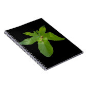 Green Graf Leaf Frog, Notebook Notizblock (Rechte Seite)