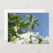 Green Hairstreak Butterfly DIY Postkarte (Vorne/Hinten)