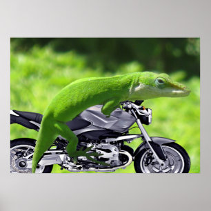 Green Hawaiian Gecko Rider Poster
