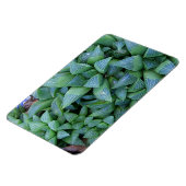 Green Haworthia Pflanze Magnet (Linke Seite)