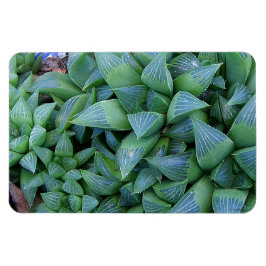 Green Haworthia Pflanze Magnet