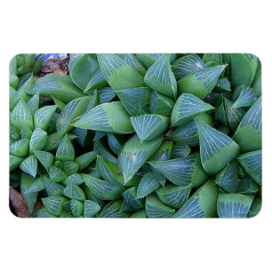 Green Haworthia Pflanze Magnet