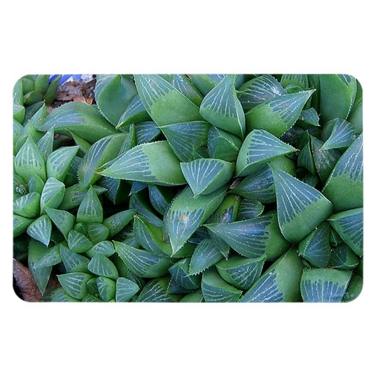 Green Haworthia Pflanze Magnet (Horizontal)