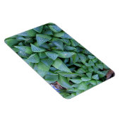 Green Haworthia Pflanze Magnet (Rechte Seite)