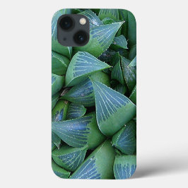 Green Haworthia Succulent Pflanze iPhone Case