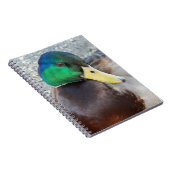 Green Headed Male Mallard Duck Notizblock (Rechte Seite)