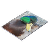 Green Headed Male Mallard Duck Notizblock (Linke Seite)