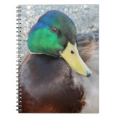 Green Headed Male Mallard Duck Notizblock (Vorderseite)