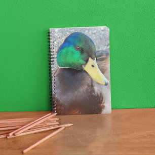 Green Headed Male Mallard Duck Notizblock