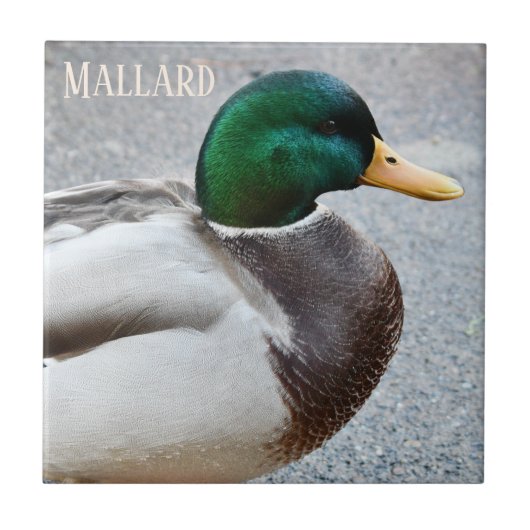 Green Headed Mallard Drake Fliese (Vorderseite)