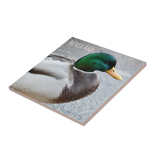 Green Headed Mallard Drake Fliese (Seite)