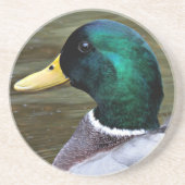 Green Headed Mallard Duck Foto Sandstone Getränkeuntersetzer (Vorne)