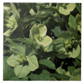 Green Hellebore Fliese (Vorderseite)