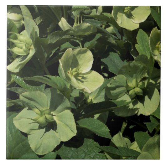 Green Hellebore Fliese (Vorderseite)