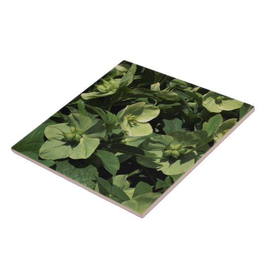 Green Hellebore Fliese (Seite)