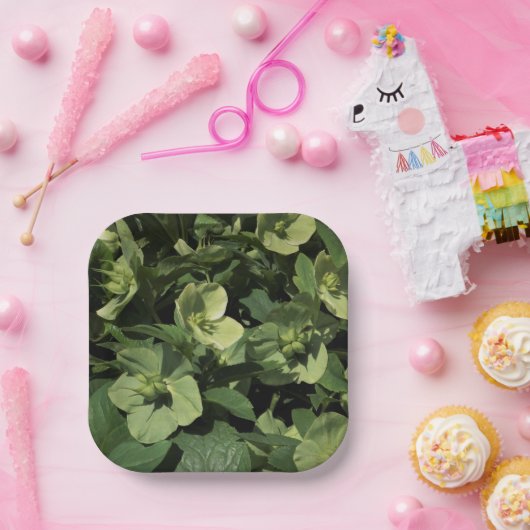 Green Hellebore Pappteller (Party)