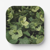 Green Hellebore Pappteller (Vorderseite)
