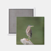 Green Heron auf einem Stein Magnet (Vorderseite/Rückseite)