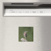 Green Heron auf einem Stein Magnet (In Situ (Geschirrspüler))