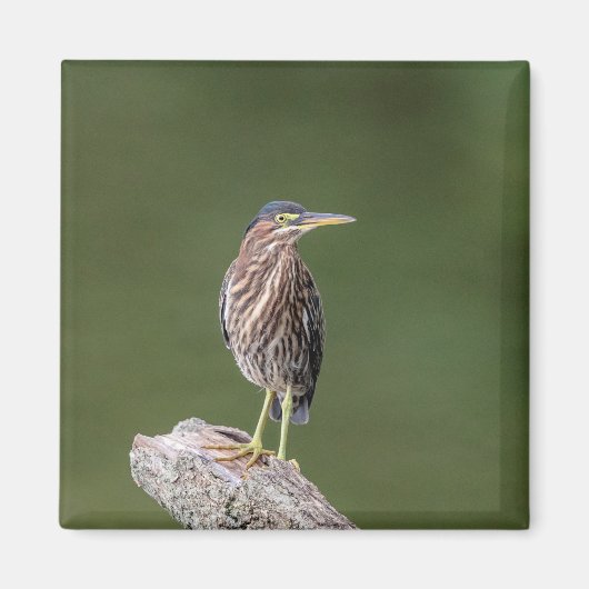 Green Heron auf einem Stein Magnet (Vorne)