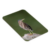 Green Heron auf einem Stein Magnet (Rechte Seite)