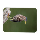 Green Heron auf einem Stein Magnet (Horizontal)