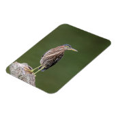 Green Heron auf einem Stein Magnet (Linke Seite)