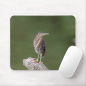 Green Heron auf einem Stein Mousepad (Mit Mouse)