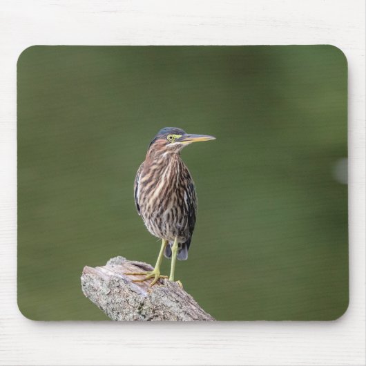 Green Heron auf einem Stein Mousepad (Vorne)