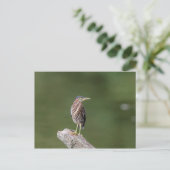 Green Heron auf einem Stein Postkarte (Stehend Vorderseite)