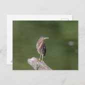 Green Heron auf einem Stein Postkarte (Vorne/Hinten)