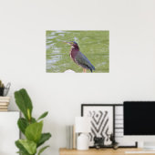 Green Heron Bird Foto Poster (Heimbüro)