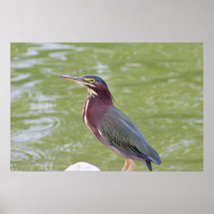 Green Heron Bird Foto Poster