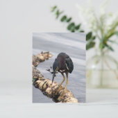 Green Heron Foto Postcard Postkarte (Stehend Vorderseite)