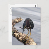 Green Heron Foto Postcard Postkarte (Vorne/Hinten)