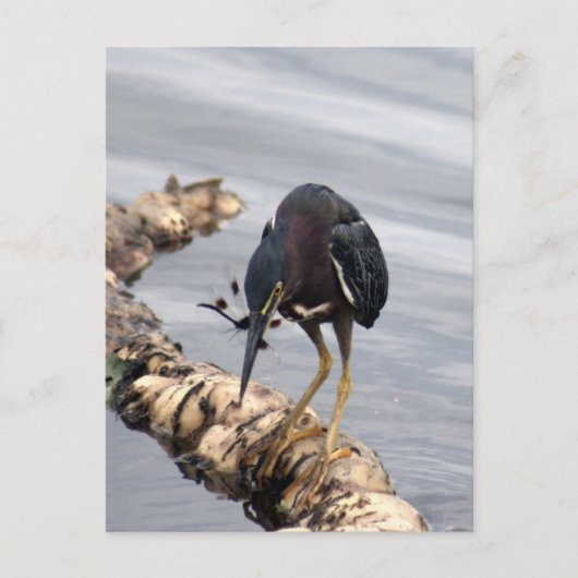 Green Heron Foto Postcard Postkarte (Vorderseite)