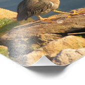 Green Heron Fotodruck (Ecke)