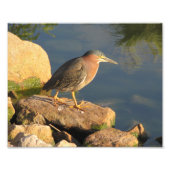 Green Heron Fotodruck (Vorne)