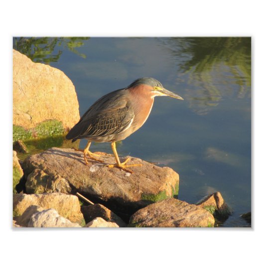 Green Heron Fotodruck (Vorne)
