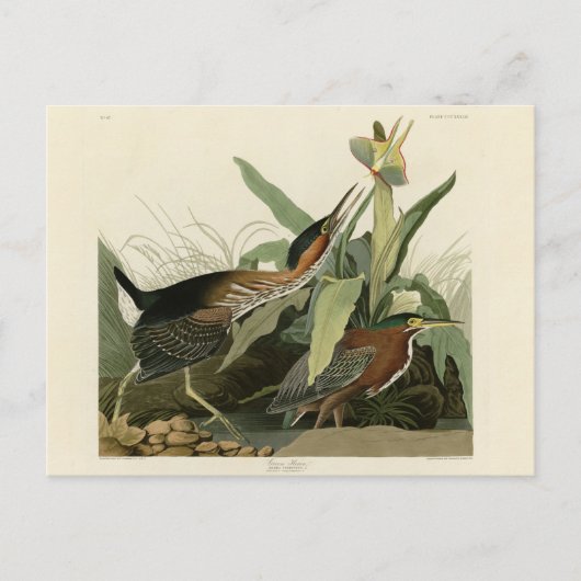 Green Heron, John James Audubons Vögel in Amerika Postkarte (Vorderseite)