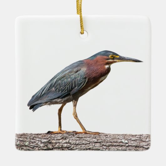 Green Heron Keramikornament (Vorderseite)