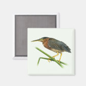 Green Heron Magnet (Vorderseite/Rückseite)