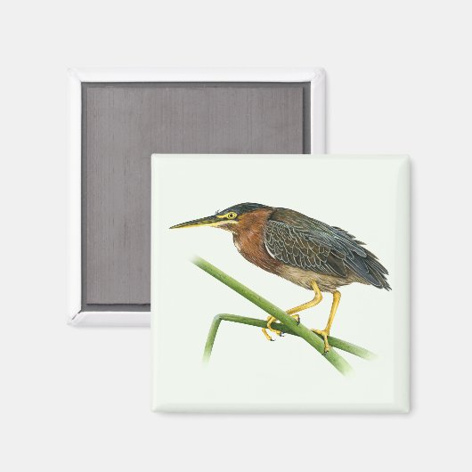 Green Heron Magnet (Vorderseite/Rückseite)