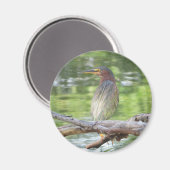 Green Heron-Magnet Magnet (Vorderseite/Rückseite)