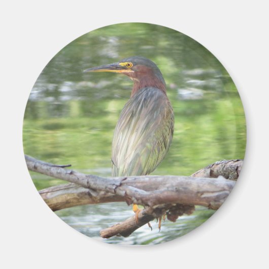 Green Heron-Magnet Magnet (Vorne)